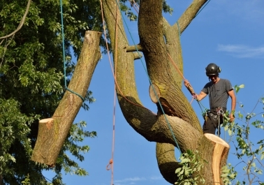 Tree Service Tips for Salem, Oregon Homeowners sidebar image